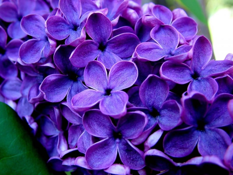 lilas